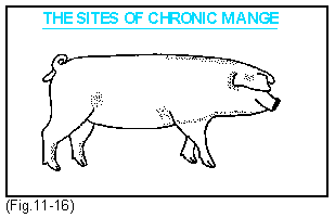 Mange - Fig.11-16