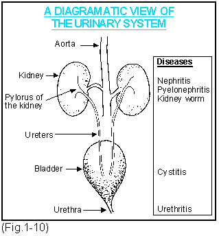 Urinary System Anatomy and Function