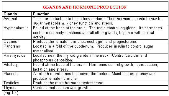 endocrine system function