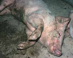 Grower pig with Streptococcal meningitis
