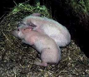 Piglets with Streptococcal meningitis