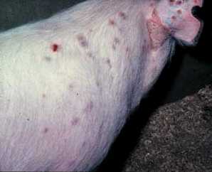 Example of a pig with swine pox.