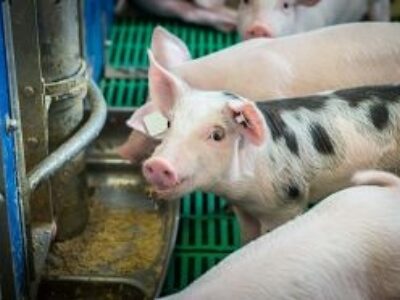 Is net energy the best predictor of pig performance? | The Pig Site
