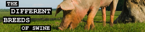 The different breeds of swine, breeds of pig, pig breeds.