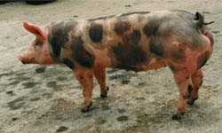 The Pietrain Pig