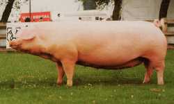 The Welsh Sow