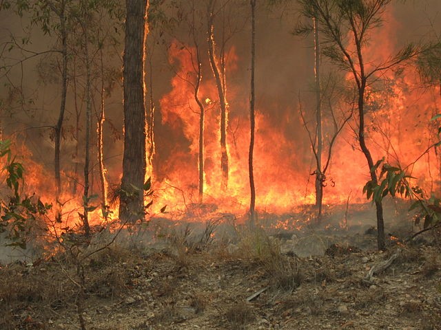 Bolivia wildfires set to surpass previous information