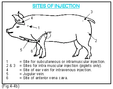 The primary sites of injection in pigs | The Pig Site
