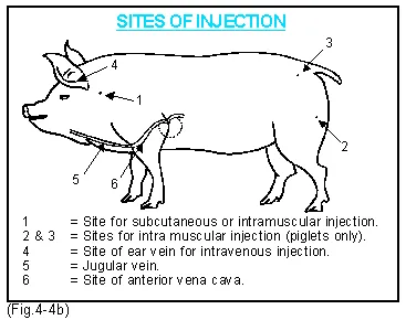 intravenous injection in cattle