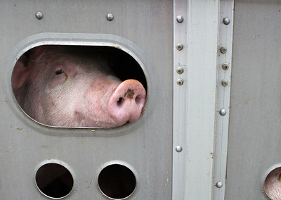 Biosecurity hazards in pig delivery