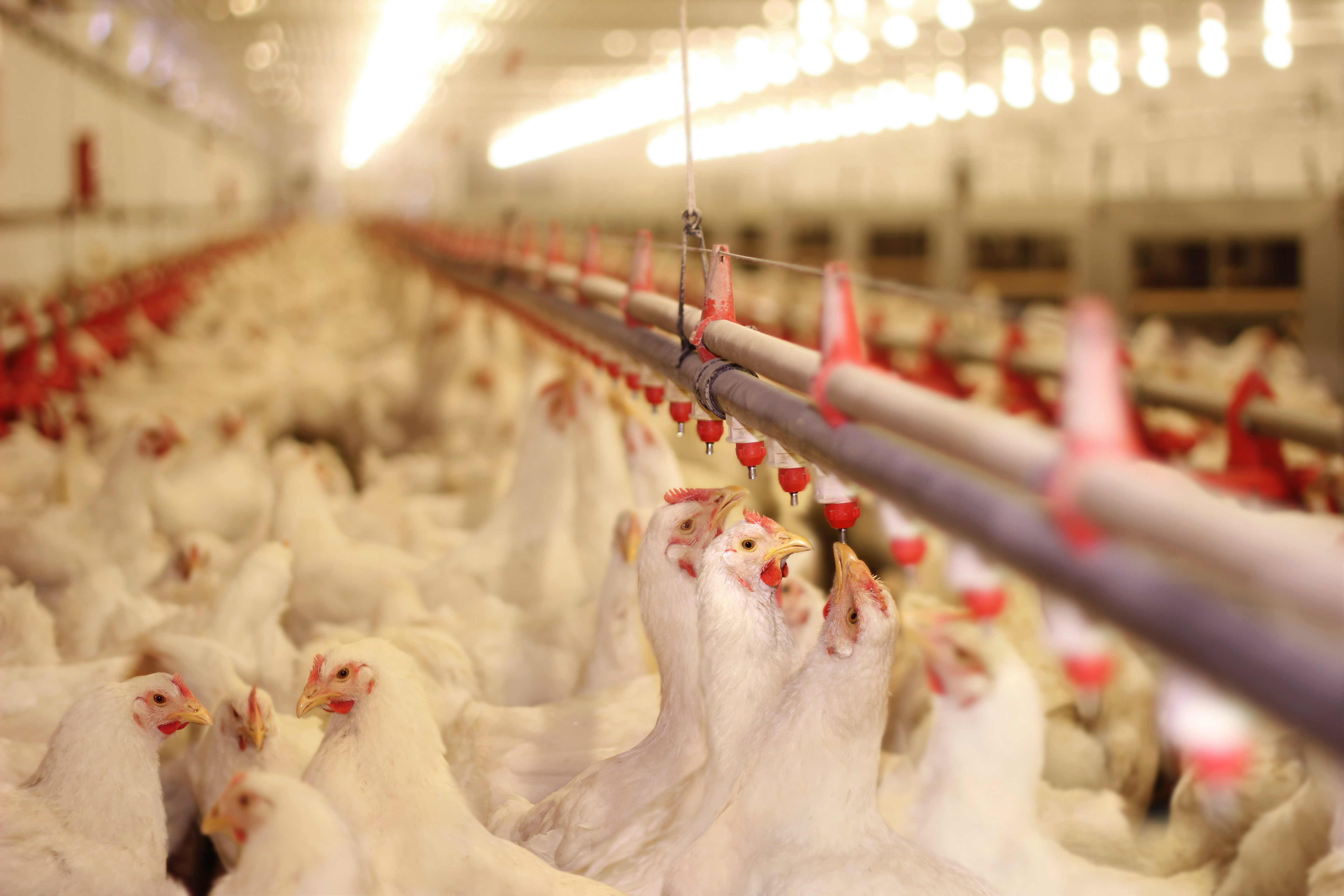 broiler poultry farm management