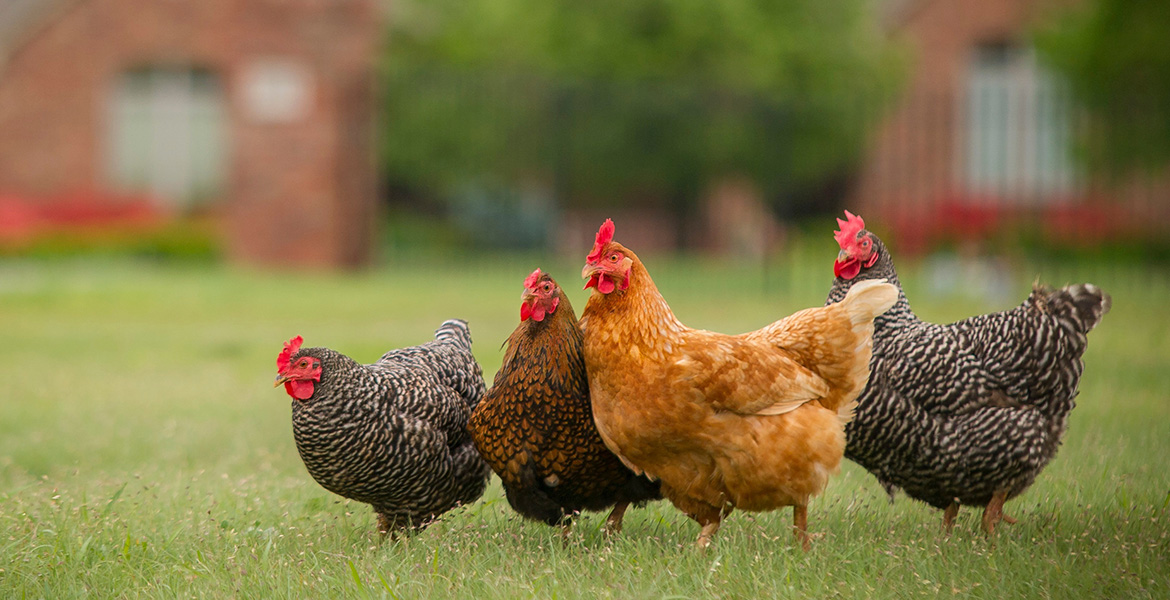 Be aware of local community ordinances when raising backyard chicken flocks. (Photo by Todd Johnson, OSU Agricultural Communications Services)