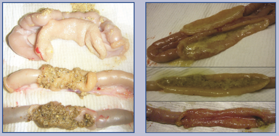 Chicken intestine dissection