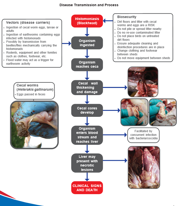 histomoniasis-what-the-experts-say-the-poultry-site