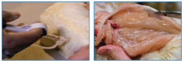 Figure 5: Correct IM vaccination of the breast muscle (injection does not reach the pectoralis minor/tender). The photo on the right is of postmortem evaluation and is shown to demonstrate that correct IM vaccination does not reach the pectoralis minor.