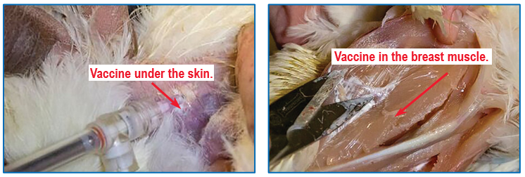 Figure 6: Visualization of SQ vaccination under the skin (left) and in the breast muscle (IM) (right). The photo on the right is of post- mortem evaluation and is shown to demonstrate correct IM vaccination into the breast muscle.