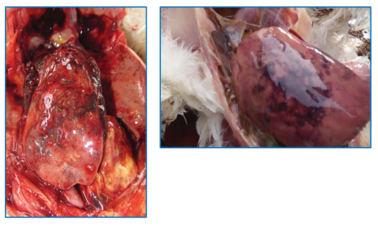 Figure 7: Swollen liver with mottled and hemorrhagic surface.