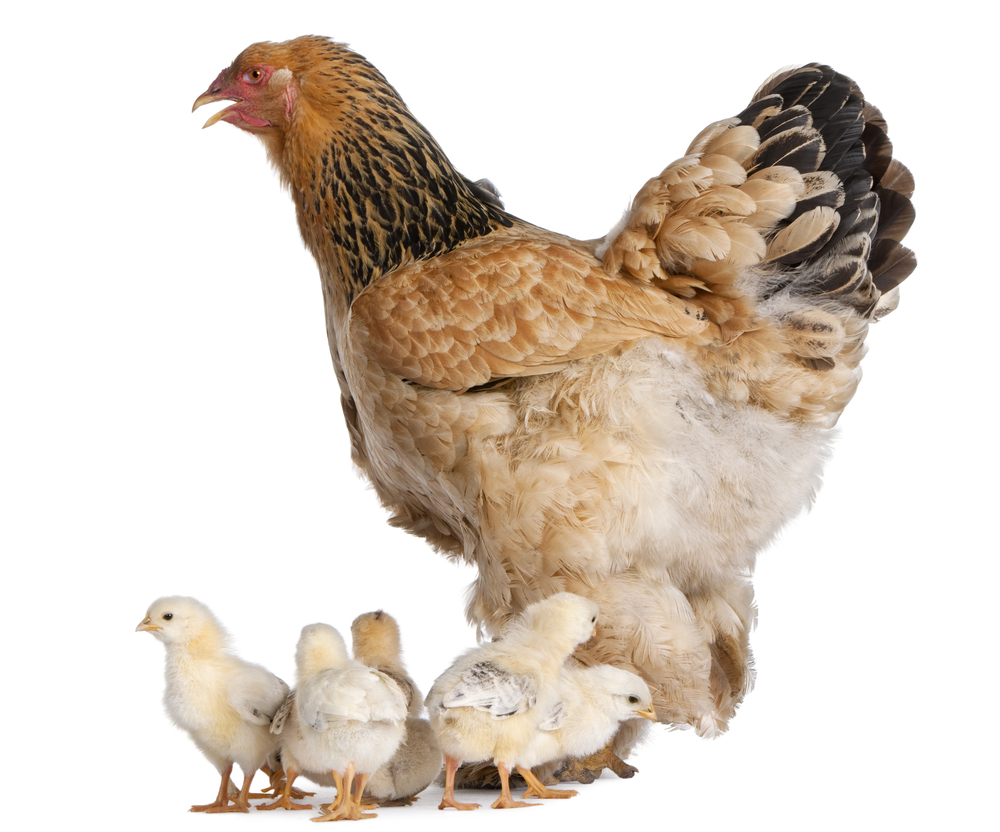 https://cdn.globalagmedia.com/poultry/articles/Breeds/brahma_chicken.jpg