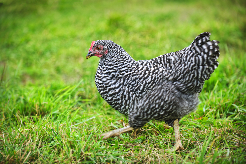 Columbian Plymouth Rock Chicken