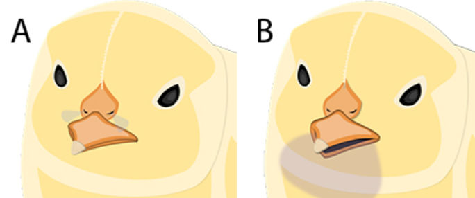 (A) Chicks breathing through the nostrils will lose around 2 grams per 24 hours (B) Chicks gasping through their beaks can lose 10 grams of moisture in 24 hours