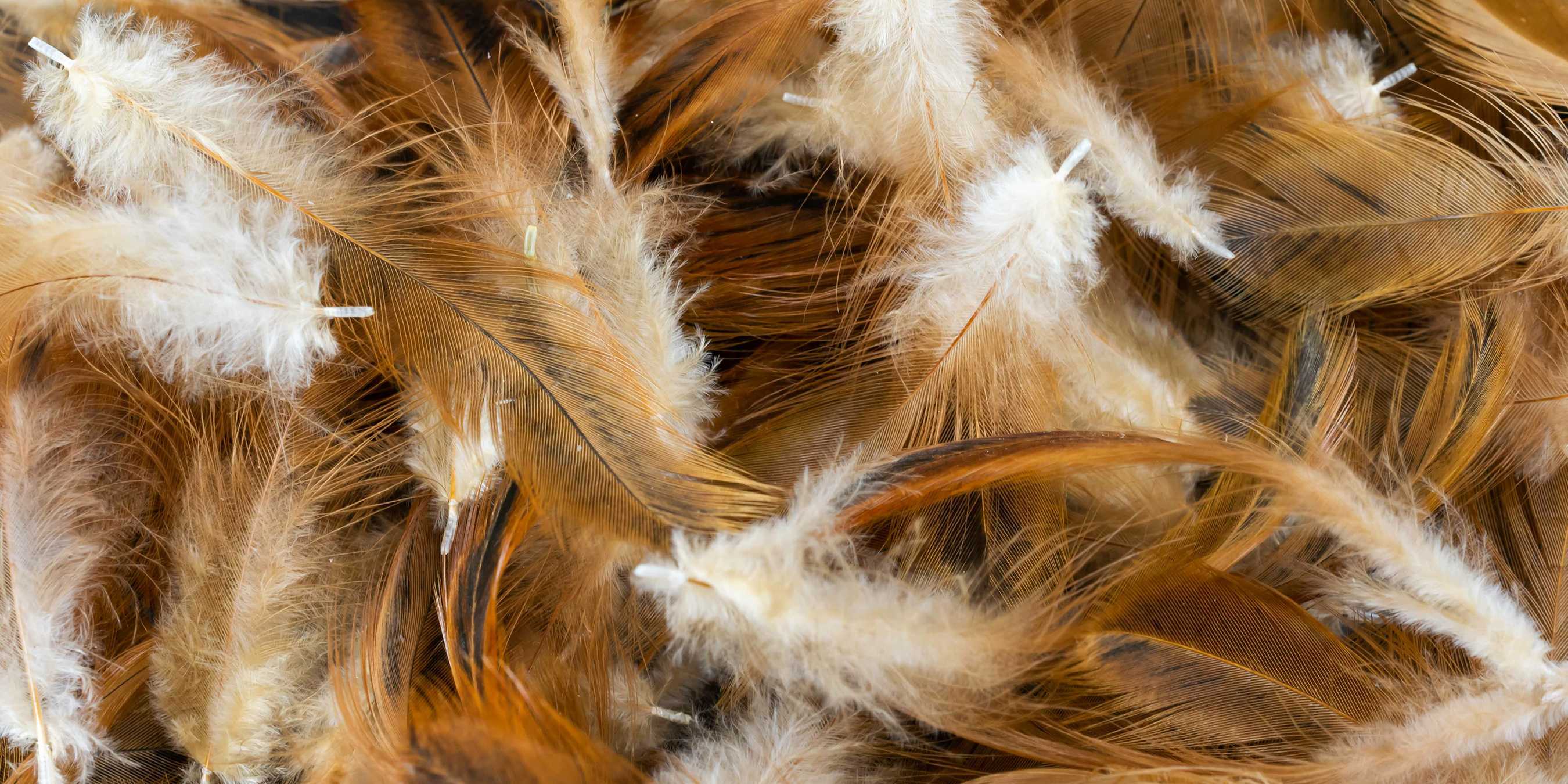 Researchers are producing blank electrical energy with rooster feathers