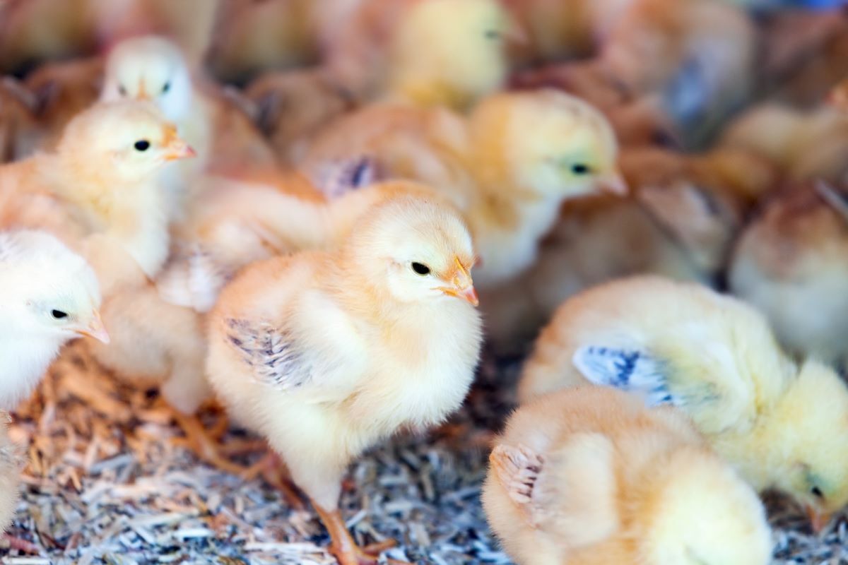 The have an effect on of feed high quality on poultry well being & efficiency within the antibiotic-free generation