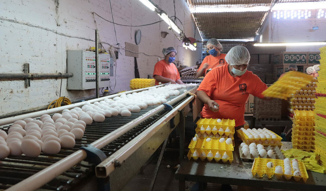 Mexico’s Ministry of Ag says the intake of rooster meat and eggs is protected