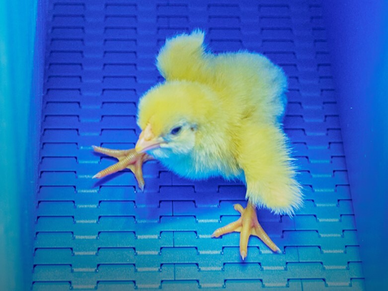 From chick sexing to precision vaccines: TARGAN’s vision for the future of poultry