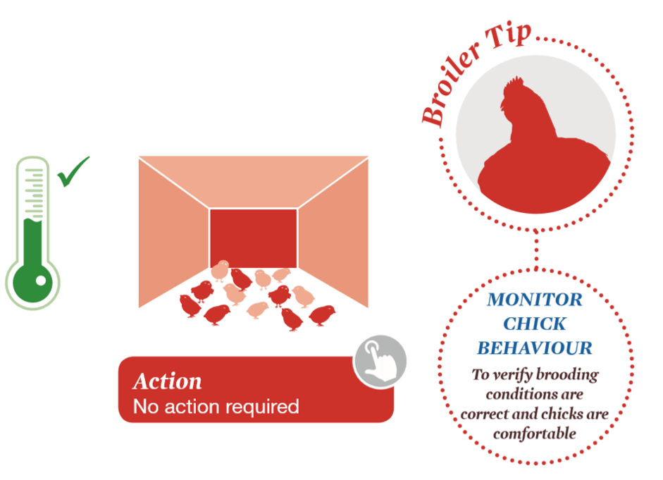 Environment correct: Chicks are spread evenly and noise signifies contentment.