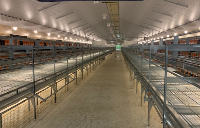 Natura Nova 270 for organic egg production