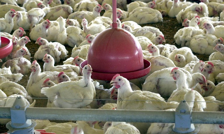 Chicken slaughter reaches 1.57 billion heads