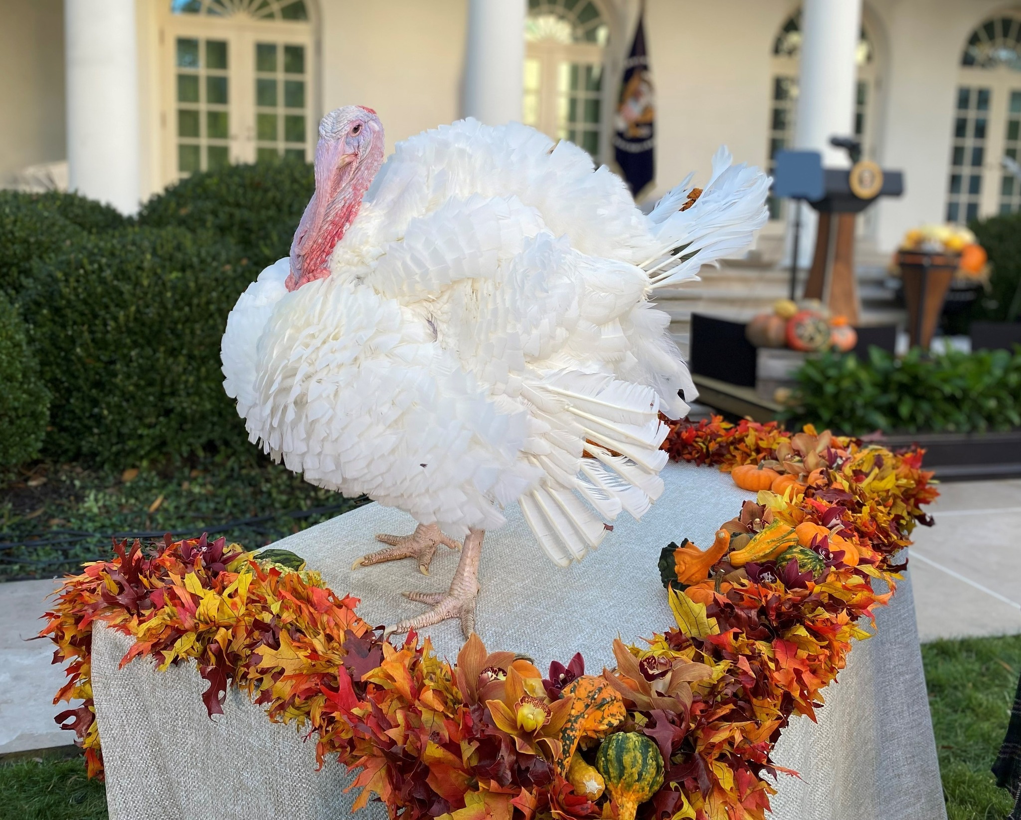 Us President Biden Pardons National Thanksgiving Turkey The Poultry Site