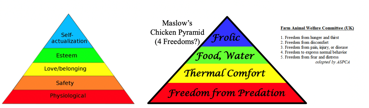 Figure 1. Maslow’s pyramid and the pyramid applied to chickens