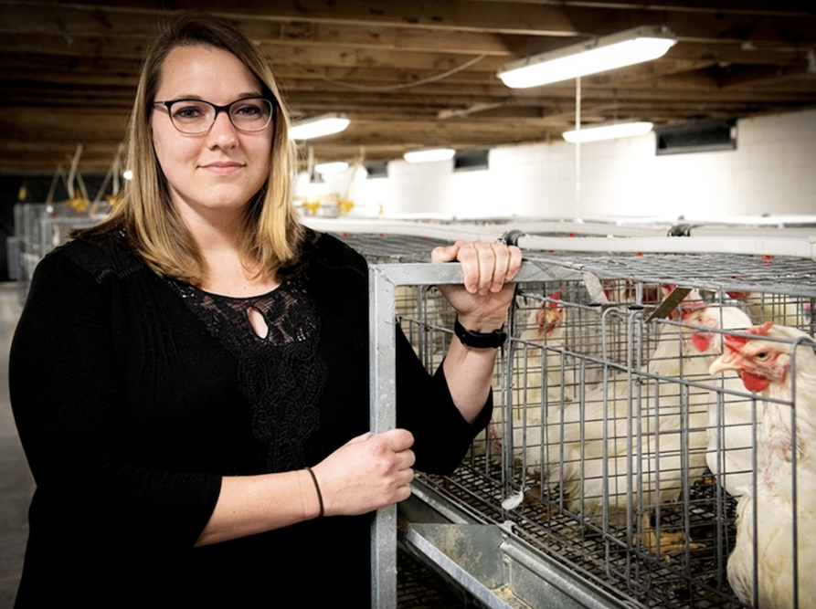 Researchers discover what makes some chickens extra water effective than others