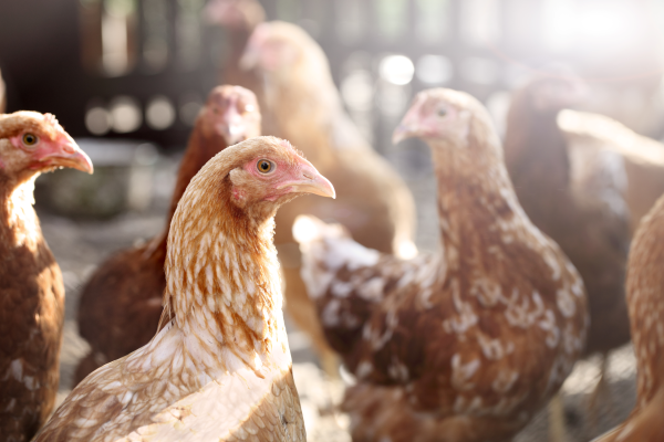 Scientists uncover why hen farms are a breeding flooring for antibiotic resistant micro organism