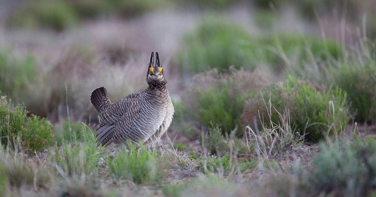 Genomic analyses of prairie chickens cast doubt on species classifications