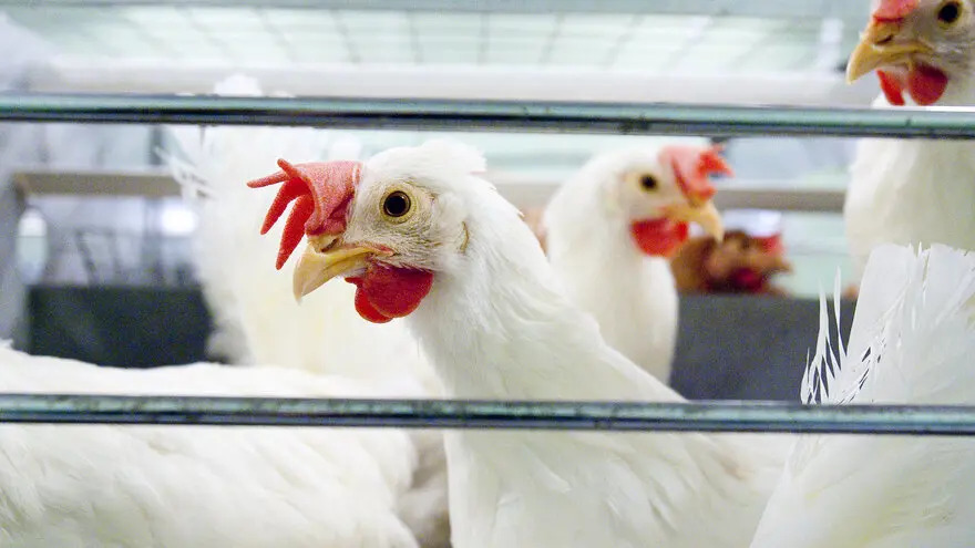 Research reveals causes of culling and mortality in Norwegian laying hens