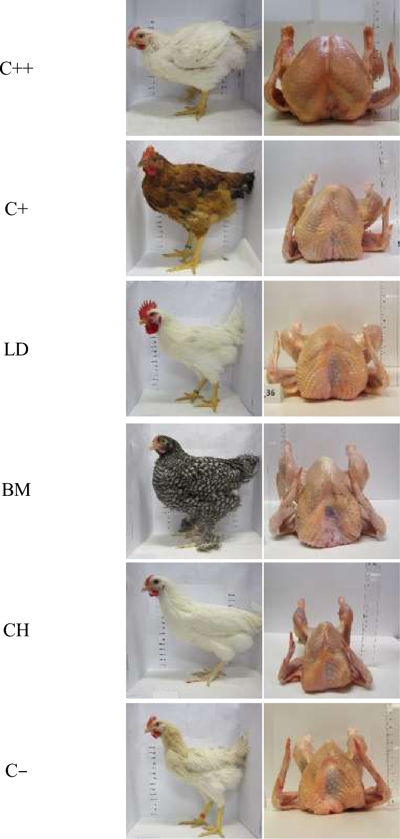 The Best 10 Dual-Purpose Chicken Breeds for Eggs and Meat - PetHelpful