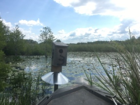 In the early 1980s, South Carolina Department of Natural Resources began a highly successful statewide program for wood duck boxes such as the one pictured here.