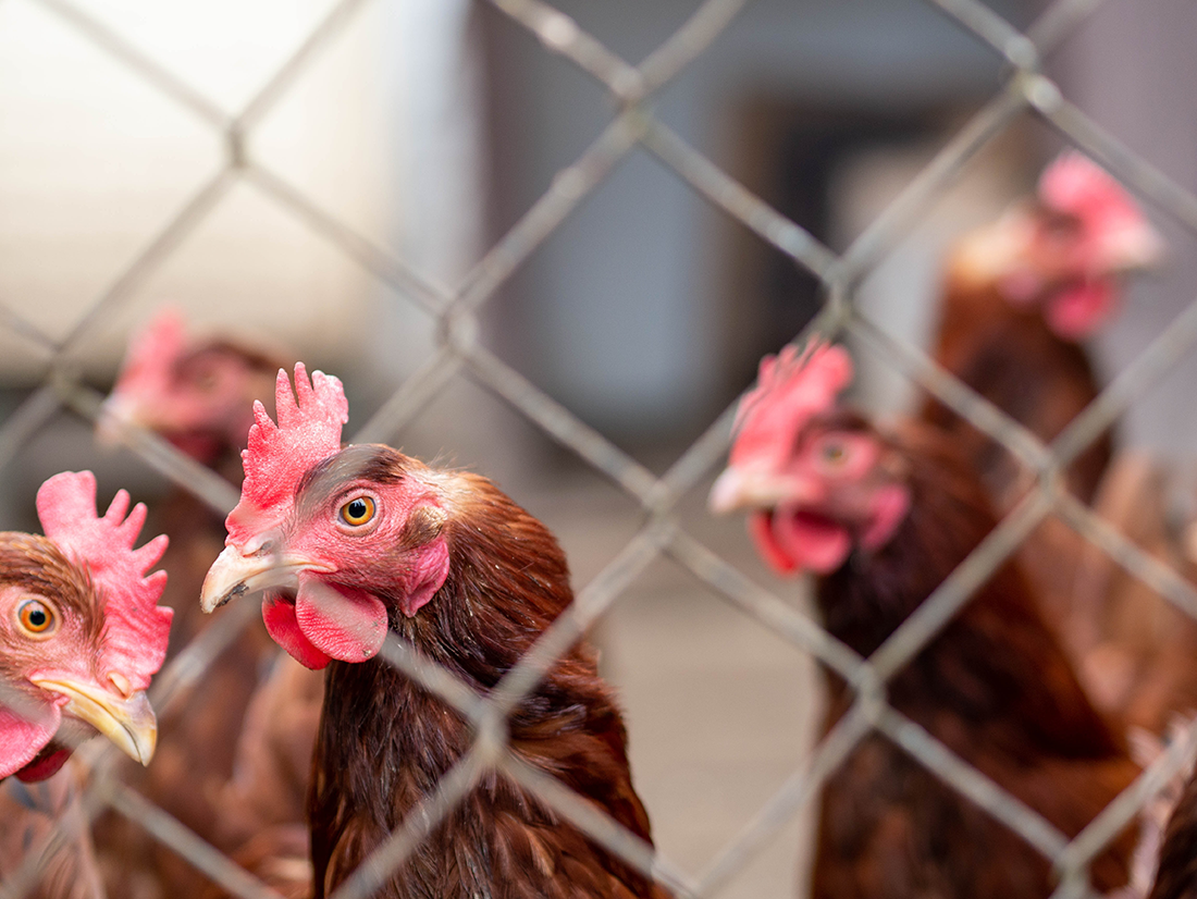 Monitoring bird flu risk is a challenge for poultry producers.