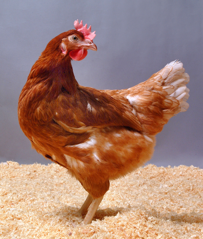 Gene insights could help breed chickens resistant to Campylobacter