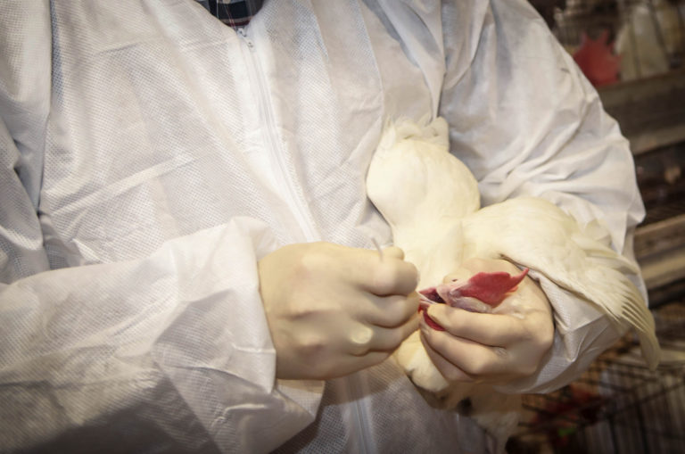 Testing of a chicken for the influenza A virus