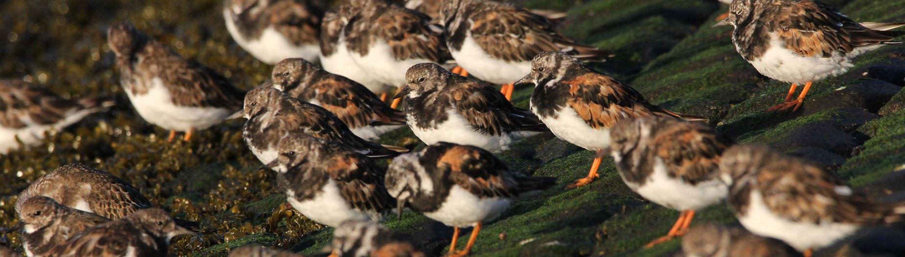 By studying ducks, Becky Poulson has learned that avian influenza viruses can stay alive and infectious outside their hosts for as long as seven months. Now she’s working with migratory shorebirds like these ruddy turnstones to determine the impact of live virus deposited through the birds’ droppings as they move about the Eastern seaboard.