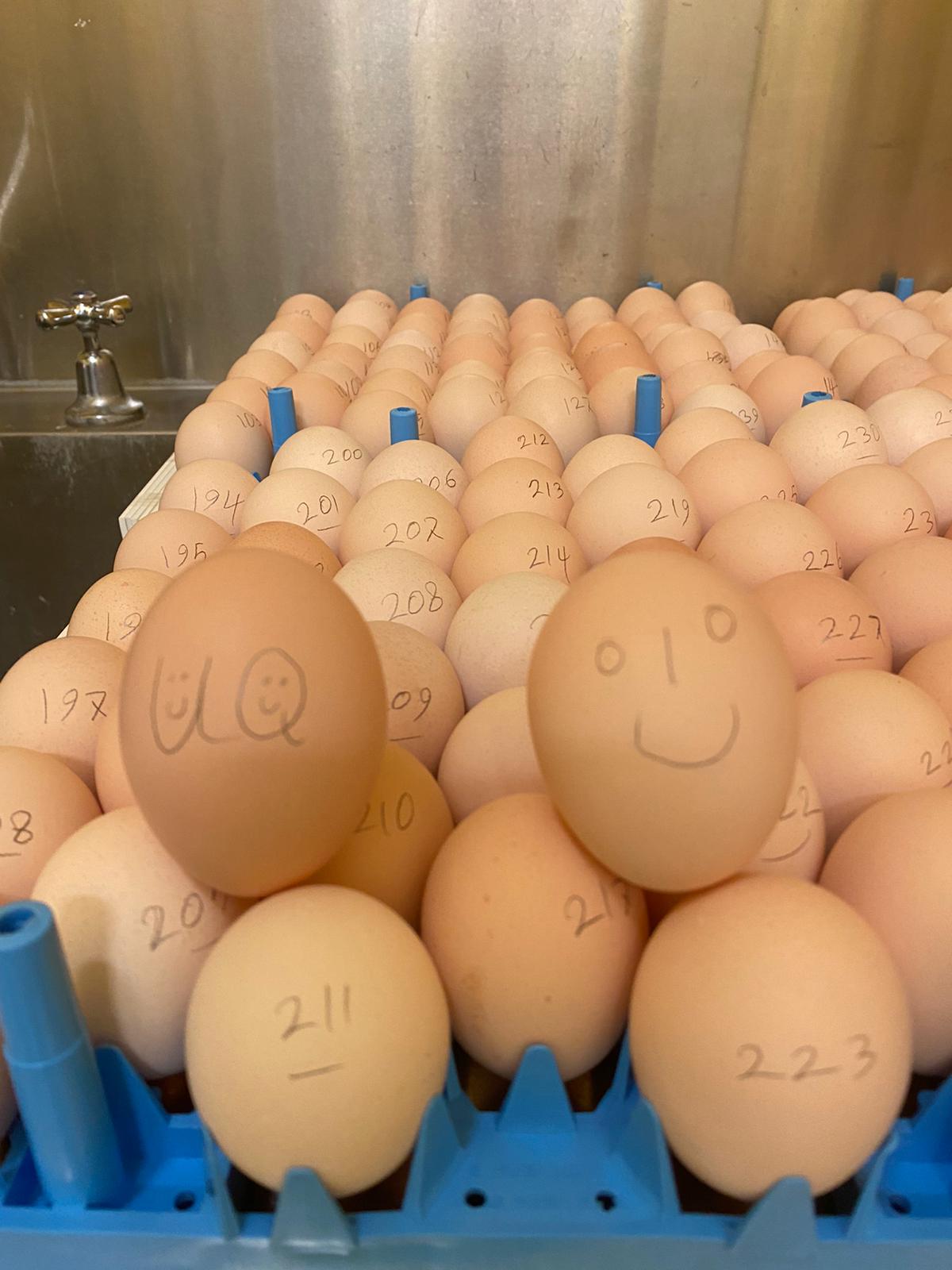 Eggs involved in the research
