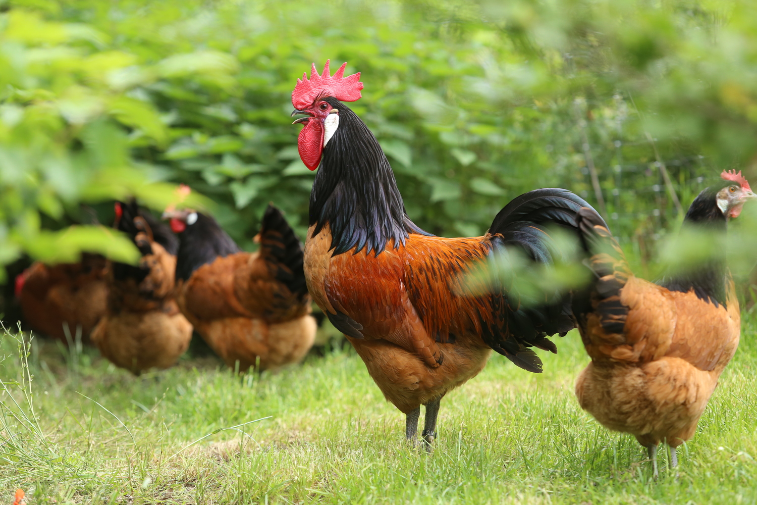 Cockerel and hens from the Vorwerkhuhn breed, which is a traditional German dual-purpose breed (suitable for both meat and egg-laying)