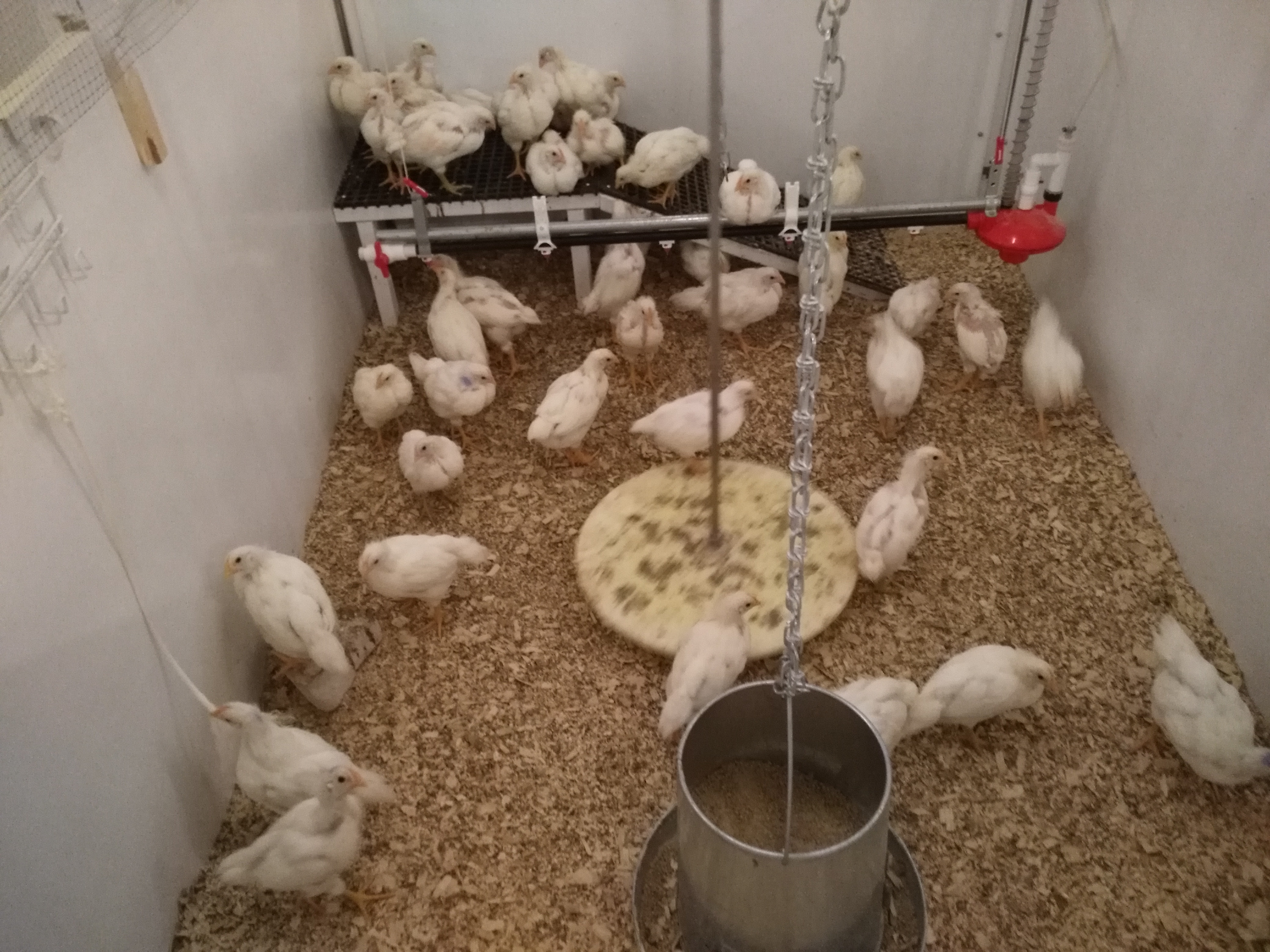Chickens in experimental pen from study conducted by Widowski and Torrey