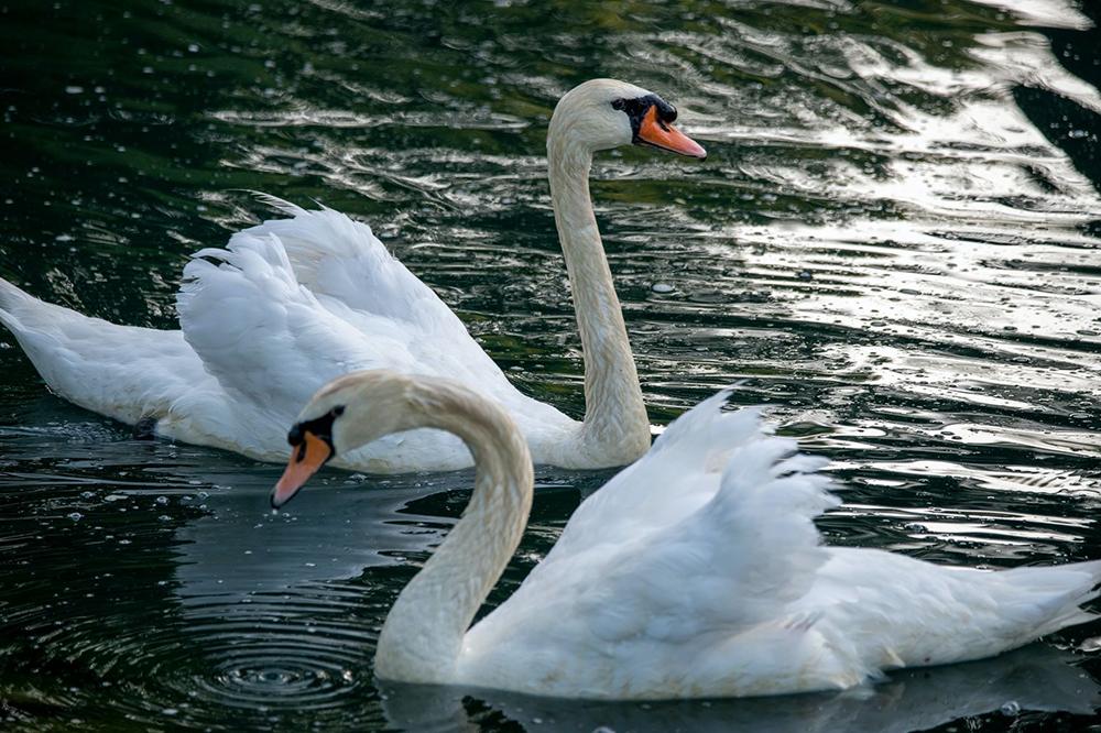 Mute swans were among the species affected by bird flu in 2016/17.