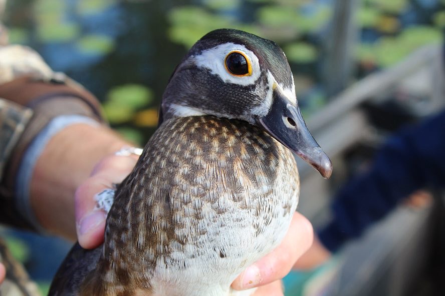 Wood ducks comprise about 10 percent of the annual duck harvest in the United States. Wood ducks are second, only to mallards, in total harvest in the Atlantic and Mississippi flyways in 25 of the past 30 years.