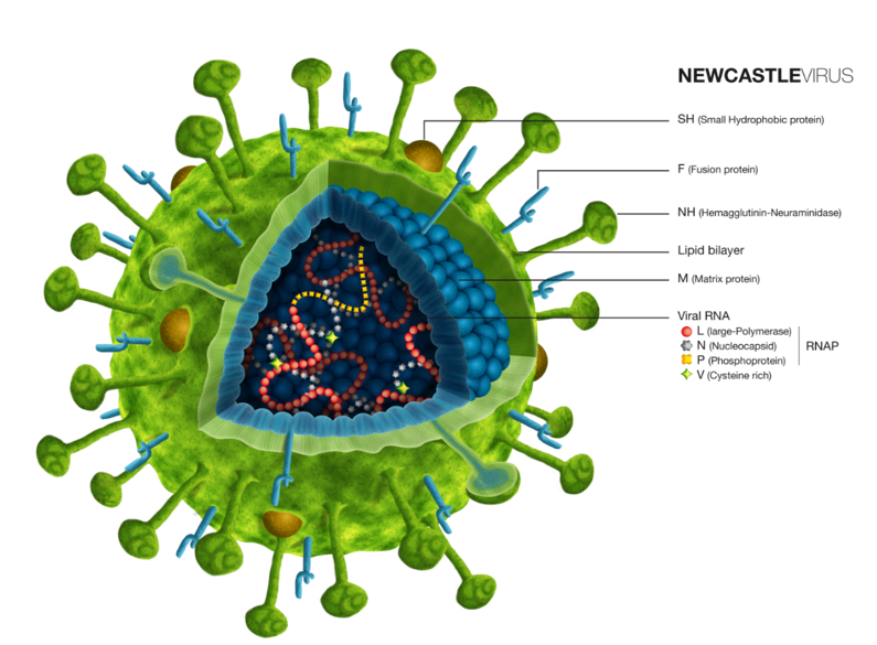 Avian Paramyxovirus