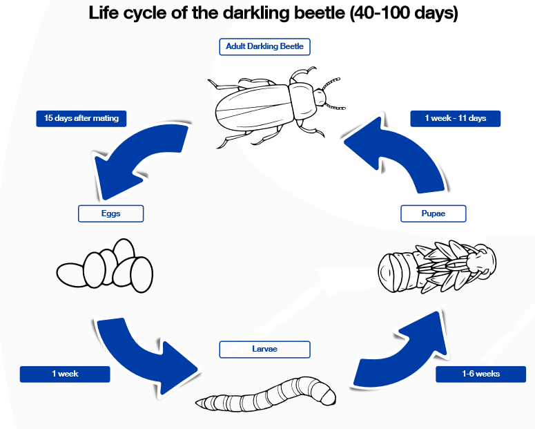 Life cycle of a darkling beetle